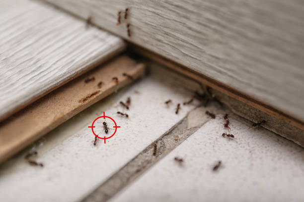 Best Local Pest Control Services  in Johnson Creek, WI