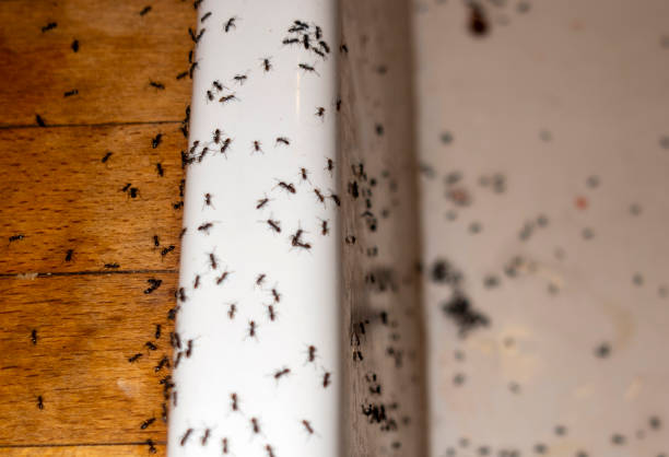 Best Cockroach Control Services  in Johnson Creek, WI