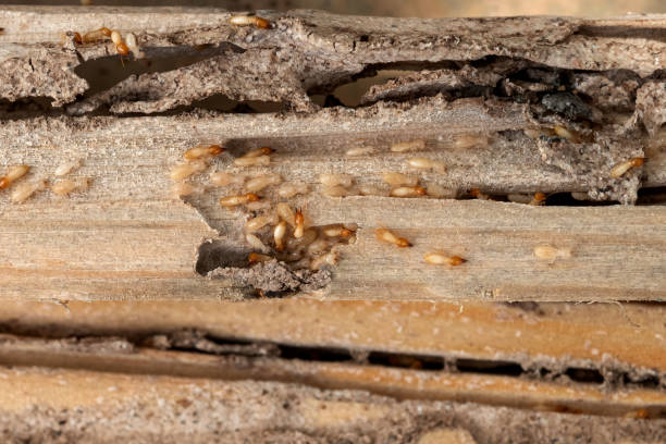 Best Wildlife Control Services  in Johnson Creek, WI